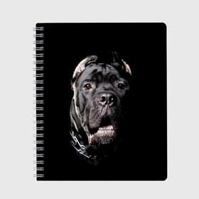 Тетрадь с принтом Мастиф в Санкт-Петербурге, 100% бумага | 48 листов, плотность листов — 60 г/м2, плотность картонной обложки — 250 г/м2. Листы скреплены сбоку удобной пружинной спиралью. Уголки страниц и обложки скругленные. Цвет линий — светло-серый
 | animal | black | collar | dog | friend | look | man | muzzle | взгляд | друг | животное | мастиф | ошейник | пёс | собака | человека | черный