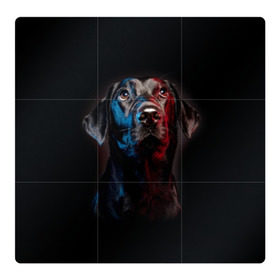 Магнитный плакат 3Х3 с принтом Чёрный лабрадор в Санкт-Петербурге, Полимерный материал с магнитным слоем | 9 деталей размером 9*9 см | animal | black | breed | collar | cute | dog | friend | labrador | look | man | muzzle | взгляд | друг | животное | лабрадор | милый | ошейник | пёс | порода | собака | человека | черный