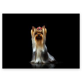 Поздравительная открытка с принтом Йоркширский терьер в Санкт-Петербурге, 100% бумага | плотность бумаги 280 г/м2, матовая, на обратной стороне линовка и место для марки
 | animal | barrette | breed | cute | dog | funny | muzzle | small | terrier | yorkshire | животное | забавный | заколка | йоркширский | маленький | милый | порода | смешной | собака | терьер