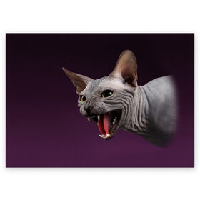 Поздравительная открытка с принтом Сфинкс в Санкт-Петербурге, 100% бумага | плотность бумаги 280 г/м2, матовая, на обратной стороне линовка и место для марки
 | aggressive | angry | animal | bald | breed | cat | dangerous | fangs | gray | purple | sphinx | агрессивный | животное | злой | клыки | кот | лысый | опасный | порода | серый | сфинкс | фиолетовый