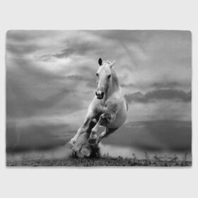 Плед 3D с принтом Белая лошадь в Санкт-Петербурге, 100% полиэстер | закругленные углы, все края обработаны. Ткань не мнется и не растягивается | animal | beautiful | gloss | horse | mane | mustang | muzzle | nature | white | wild | белый | грива | дикий | животное | конь | красивый | лоск | лошадь | мустанг | природа | скакун