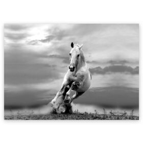 Поздравительная открытка с принтом Белая лошадь в Санкт-Петербурге, 100% бумага | плотность бумаги 280 г/м2, матовая, на обратной стороне линовка и место для марки
 | animal | beautiful | gloss | horse | mane | mustang | muzzle | nature | white | wild | белый | грива | дикий | животное | конь | красивый | лоск | лошадь | мустанг | природа | скакун