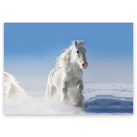 Поздравительная открытка с принтом Белый скакун в Санкт-Петербурге, 100% бумага | плотность бумаги 280 г/м2, матовая, на обратной стороне линовка и место для марки
 | animal | beautiful | gloss | horse | mane | mustang | muzzle | nature | snow | white | wild | winter | белый | грива | дикий | животное | зима | конь | красивый | лоск | лошадь | мустанг | природа | скакун | снег