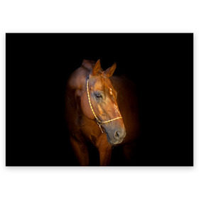 Поздравительная открытка с принтом Гнедая лошадь в Санкт-Петербурге, 100% бумага | плотность бумаги 280 г/м2, матовая, на обратной стороне линовка и место для марки
 | animal | beautiful | black | brown | eyes | gloss | harness | horse | look | muzzle | взгляд | глаза | гнедой | животное | конь | коричневый | красивый | лоск | лошадь | сбруя | скакун | черный