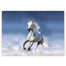 Поздравительная открытка с принтом Белая лошадь в Санкт-Петербурге, 100% бумага | плотность бумаги 280 г/м2, матовая, на обратной стороне линовка и место для марки
 | animal | beautiful | gloss | horse | mane | mustang | muzzle | nature | snow | white | wild | winter | белый | грива | дикий | животное | зима | конь | красивый | лоск | лошадь | мустанг | природа | скакун | снег