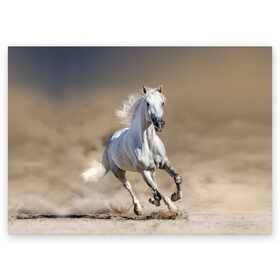 Поздравительная открытка с принтом Белый конь в Санкт-Петербурге, 100% бумага | плотность бумаги 280 г/м2, матовая, на обратной стороне линовка и место для марки
 | animal | beautiful | desert | gloss | horse | mane | mustang | muzzle | nature | sand | white | wild | белый | грива | дикий | животное | конь | красивый | лоск | лошадь | мустанг | песок | природа | пустыня | скакун