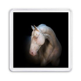 Магнит 55*55 с принтом Белая лошадь в Санкт-Петербурге, Пластик | Размер: 65*65 мм; Размер печати: 55*55 мм | animal | black | breed | horse | muscle | muzzle | strength | unusual | white | белый | животное | конь | лошадь | мышцы | необычный | порода | сила | скакун