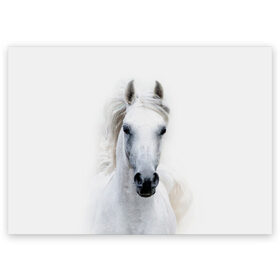 Поздравительная открытка с принтом Белая лошадь в Санкт-Петербурге, 100% бумага | плотность бумаги 280 г/м2, матовая, на обратной стороне линовка и место для марки
 | animal | beautiful | gloss | horse | mane | mustang | muzzle | white | wild | белый | грива | дикий | животное | конь | красивый | лоск | лошадь | мустанг | скакун
