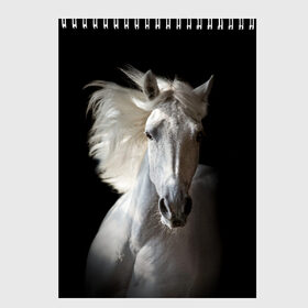 Скетчбук с принтом Белая лошадь в Санкт-Петербурге, 100% бумага
 | 48 листов, плотность листов — 100 г/м2, плотность картонной обложки — 250 г/м2. Листы скреплены сверху удобной пружинной спиралью | animal | beautiful | black | eyes | gloss | grace | harness | horse | look | mane | muzzle | strength | white | белая | взгляд | глаза | грация | грива | животное | конь | красивый | лоск | лошадь | сбруя | сила | скакун