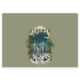 Поздравительная открытка с принтом Siberia в Санкт-Петербурге, 100% бумага | плотность бумаги 280 г/м2, матовая, на обратной стороне линовка и место для марки
 | forest | siberia | siberian | wolf | волк | лес | природа | сибирь | тайга | хищник