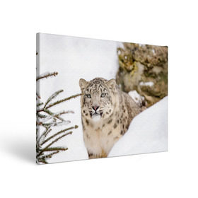 Холст прямоугольный с принтом Ирбис в Санкт-Петербурге, 100% ПВХ |  | Тематика изображения на принте: snow leopard | барс | барсы | животное | животные | звери | зверь | зима | зимы | ирбис | киски | кот | коты | кошачьи | кошка | кошки | мохнатые | мохнатый | пятнистые | пятнистый | снег | снежный