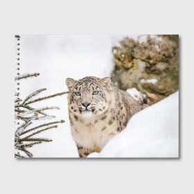 Альбом для рисования с принтом Ирбис в Санкт-Петербурге, 100% бумага
 | матовая бумага, плотность 200 мг. | snow leopard | барс | барсы | животное | животные | звери | зверь | зима | зимы | ирбис | киски | кот | коты | кошачьи | кошка | кошки | мохнатые | мохнатый | пятнистые | пятнистый | снег | снежный