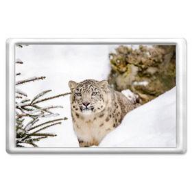 Магнит 45*70 с принтом Ирбис в Санкт-Петербурге, Пластик | Размер: 78*52 мм; Размер печати: 70*45 | snow leopard | барс | барсы | животное | животные | звери | зверь | зима | зимы | ирбис | киски | кот | коты | кошачьи | кошка | кошки | мохнатые | мохнатый | пятнистые | пятнистый | снег | снежный