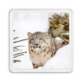 Магнит 55*55 с принтом Ирбис в Санкт-Петербурге, Пластик | Размер: 65*65 мм; Размер печати: 55*55 мм | snow leopard | барс | барсы | животное | животные | звери | зверь | зима | зимы | ирбис | киски | кот | коты | кошачьи | кошка | кошки | мохнатые | мохнатый | пятнистые | пятнистый | снег | снежный