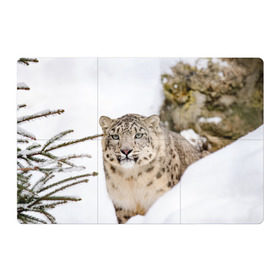Магнитный плакат 3Х2 с принтом Ирбис в Санкт-Петербурге, Полимерный материал с магнитным слоем | 6 деталей размером 9*9 см | Тематика изображения на принте: snow leopard | барс | барсы | животное | животные | звери | зверь | зима | зимы | ирбис | киски | кот | коты | кошачьи | кошка | кошки | мохнатые | мохнатый | пятнистые | пятнистый | снег | снежный