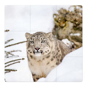 Магнитный плакат 3Х3 с принтом Ирбис в Санкт-Петербурге, Полимерный материал с магнитным слоем | 9 деталей размером 9*9 см | Тематика изображения на принте: snow leopard | барс | барсы | животное | животные | звери | зверь | зима | зимы | ирбис | киски | кот | коты | кошачьи | кошка | кошки | мохнатые | мохнатый | пятнистые | пятнистый | снег | снежный