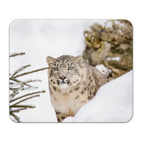 Коврик для мышки прямоугольный с принтом Ирбис в Санкт-Петербурге, натуральный каучук | размер 230 х 185 мм; запечатка лицевой стороны | snow leopard | барс | барсы | животное | животные | звери | зверь | зима | зимы | ирбис | киски | кот | коты | кошачьи | кошка | кошки | мохнатые | мохнатый | пятнистые | пятнистый | снег | снежный