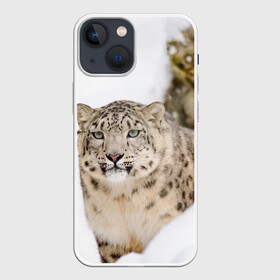 Чехол для iPhone 13 mini с принтом Ирбис в Санкт-Петербурге,  |  | snow leopard | барс | барсы | животное | животные | звери | зверь | зима | зимы | ирбис | киски | кот | коты | кошачьи | кошка | кошки | мохнатые | мохнатый | пятнистые | пятнистый | снег | снежный