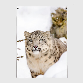 Постер с принтом Ирбис в Санкт-Петербурге, 100% бумага
 | бумага, плотность 150 мг. Матовая, но за счет высокого коэффициента гладкости имеет небольшой блеск и дает на свету блики, но в отличии от глянцевой бумаги не покрыта лаком | Тематика изображения на принте: snow leopard | барс | барсы | животное | животные | звери | зверь | зима | зимы | ирбис | киски | кот | коты | кошачьи | кошка | кошки | мохнатые | мохнатый | пятнистые | пятнистый | снег | снежный