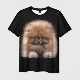 Мужская футболка 3D с принтом Рыжий Шпиц в Санкт-Петербурге, 100% полиэфир | прямой крой, круглый вырез горловины, длина до линии бедер | детская | женская | купить | мужская | пес | рисунки щенков | рыжий | с принтом | с собаками | с собакой | со шпицами | со щенком | собака | собаки | шпиц | щенок