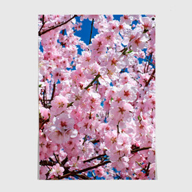 Постер с принтом Цветущая Сакура в Санкт-Петербурге, 100% бумага
 | бумага, плотность 150 мг. Матовая, но за счет высокого коэффициента гладкости имеет небольшой блеск и дает на свету блики, но в отличии от глянцевой бумаги не покрыта лаком | 8 марта | весна | вишня | женский день | лепестки | март | поздравления | праздник 8 марта | ромашки | сакура | цветок | цветочки | цветы | япония