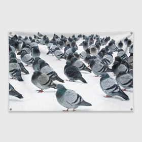 Флаг-баннер с принтом Голуби в Санкт-Петербурге, 100% полиэстер | размер 67 х 109 см, плотность ткани — 95 г/м2; по краям флага есть четыре люверса для крепления | bird | pigeon | russia | snow | winter | голубь | животные | зима | курлык | птицы | россия | снег | текстура | фон | фотография