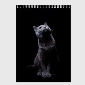 Скетчбук с принтом Кот Британец в Санкт-Петербурге, 100% бумага
 | 48 листов, плотность листов — 100 г/м2, плотность картонной обложки — 250 г/м2. Листы скреплены сверху удобной пружинной спиралью | Тематика изображения на принте: animal | animals | beast | black | cat | kitten | британец | британка | животное | животные | зверек | зверь | кот | котейка | котенок | котики | котэ | кошка | кошки | черная