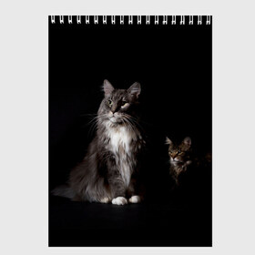 Скетчбук с принтом Котики в Санкт-Петербурге, 100% бумага
 | 48 листов, плотность листов — 100 г/м2, плотность картонной обложки — 250 г/м2. Листы скреплены сверху удобной пружинной спиралью | Тематика изображения на принте: animal | animals | beast | black | cat | kitten | животное | животные | зверек | зверь | кот | котейка | котенок | котики | котэ | кошка | кошки | мейн кун | черная