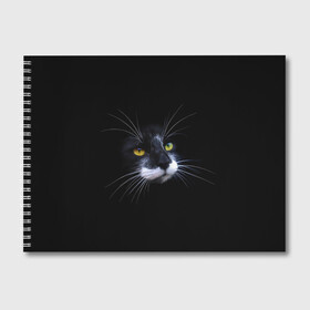 Альбом для рисования с принтом Кот в Санкт-Петербурге, 100% бумага
 | матовая бумага, плотность 200 мг. | animal | animals | beast | black | cat | kitten | британец | британка | животное | животные | зверек | зверь | кот | котейка | котенок | котики | котэ | кошка | кошки | черная
