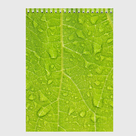 Скетчбук с принтом Листок с росой в Санкт-Петербурге, 100% бумага
 | 48 листов, плотность листов — 100 г/м2, плотность картонной обложки — 250 г/м2. Листы скреплены сверху удобной пружинной спиралью | зеленый | капли | перерода | текстура
