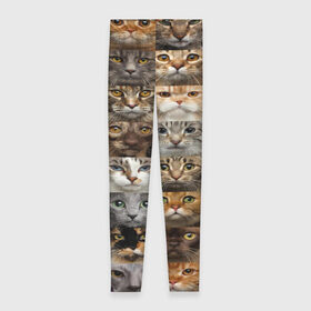 Леггинсы 3D с принтом КОТОПАТТЕРН в Санкт-Петербурге, 80% полиэстер, 20% эластан | Эластичный пояс, зауженные к низу, низкая посадка | Тематика изображения на принте: cat | взгляд | кот | кот хипстер | котёнок | котятки | котятушки | кошечки | кошка | мордочка