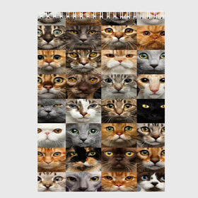 Скетчбук с принтом КОТОПАТТЕРН в Санкт-Петербурге, 100% бумага
 | 48 листов, плотность листов — 100 г/м2, плотность картонной обложки — 250 г/м2. Листы скреплены сверху удобной пружинной спиралью | Тематика изображения на принте: cat | взгляд | кот | кот хипстер | котёнок | котятки | котятушки | кошечки | кошка | мордочка