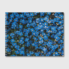 Альбом для рисования с принтом Поле синих цветов фиалки лето в Санкт-Петербурге, 100% бумага
 | матовая бумага, плотность 200 мг. | голубые цветочки | лето | луг | незабудки | поле | поляна | синие цветы | узор из цветов | фиалки | фото реализм | цветы