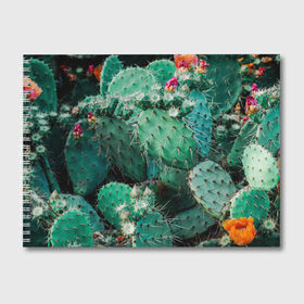 Альбом для рисования с принтом кактусы с цветами реализм в Санкт-Петербурге, 100% бумага
 | матовая бумага, плотность 200 мг. | бутоны | иголки | кактус | кактусы | комнатные растения | лето | реализм | суккуленты | тропики | узор | цветки | цветы | экзотика