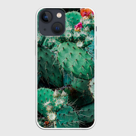 Чехол для iPhone 13 mini с принтом кактусы с цветами реализм в Санкт-Петербурге,  |  | бутоны | иголки | кактус | кактусы | комнатные растения | лето | реализм | суккуленты | тропики | узор | цветки | цветы | экзотика