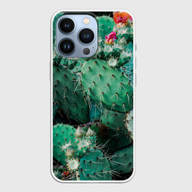Чехол для iPhone 13 Pro с принтом кактусы с цветами реализм в Санкт-Петербурге,  |  | бутоны | иголки | кактус | кактусы | комнатные растения | лето | реализм | суккуленты | тропики | узор | цветки | цветы | экзотика