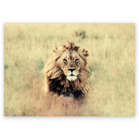 Поздравительная открытка с принтом Lion King в Санкт-Петербурге, 100% бумага | плотность бумаги 280 г/м2, матовая, на обратной стороне линовка и место для марки
 | Тематика изображения на принте: animals | king | lion | африка | взгляд | голова | грива | дикие | животные | зверек | зверь | зодиак | клыки | король | кот | кошак | кошка | лапы | лев | лео | львенок | оскал | природа | саванна | симба | созвездие
