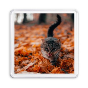 Магнит 55*55 с принтом мяукающий кот осенние листья в Санкт-Петербурге, Пластик | Размер: 65*65 мм; Размер печати: 55*55 мм | золотая осень | кот | кошка | крик | листва | листья | мяу | мяукает | осень | сезон | уличный котейка