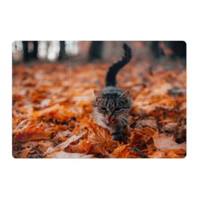 Магнитный плакат 3Х2 с принтом мяукающий кот осенние листья в Санкт-Петербурге, Полимерный материал с магнитным слоем | 6 деталей размером 9*9 см | золотая осень | кот | кошка | крик | листва | листья | мяу | мяукает | осень | сезон | уличный котейка