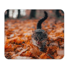 Коврик для мышки прямоугольный с принтом мяукающий кот осенние листья в Санкт-Петербурге, натуральный каучук | размер 230 х 185 мм; запечатка лицевой стороны | золотая осень | кот | кошка | крик | листва | листья | мяу | мяукает | осень | сезон | уличный котейка
