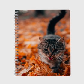 Тетрадь с принтом мяукающий кот осенние листья в Санкт-Петербурге, 100% бумага | 48 листов, плотность листов — 60 г/м2, плотность картонной обложки — 250 г/м2. Листы скреплены сбоку удобной пружинной спиралью. Уголки страниц и обложки скругленные. Цвет линий — светло-серый
 | золотая осень | кот | кошка | крик | листва | листья | мяу | мяукает | осень | сезон | уличный котейка