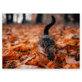 Поздравительная открытка с принтом мяукающий кот осенние листья в Санкт-Петербурге, 100% бумага | плотность бумаги 280 г/м2, матовая, на обратной стороне линовка и место для марки
 | золотая осень | кот | кошка | крик | листва | листья | мяу | мяукает | осень | сезон | уличный котейка