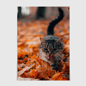 Постер с принтом мяукающий кот осенние листья в Санкт-Петербурге, 100% бумага
 | бумага, плотность 150 мг. Матовая, но за счет высокого коэффициента гладкости имеет небольшой блеск и дает на свету блики, но в отличии от глянцевой бумаги не покрыта лаком | золотая осень | кот | кошка | крик | листва | листья | мяу | мяукает | осень | сезон | уличный котейка