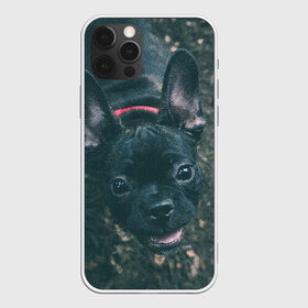 Чехол для iPhone 12 Pro Max с принтом Бульдог морда собакена черного в Санкт-Петербурге, Силикон |  | Тематика изображения на принте: бульдог | гав | глаза | любимец | любителю животных | ошейник | пес | песель | песик | питомец | псина | псинка | собака | собакен | собачка | собачник | уши | черный | язык
