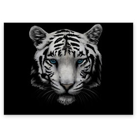 Поздравительная открытка с принтом Белый Тигр в Санкт-Петербурге, 100% бумага | плотность бумаги 280 г/м2, матовая, на обратной стороне линовка и место для марки
 | tiger | животное | тигр | тигрица | чернобелый