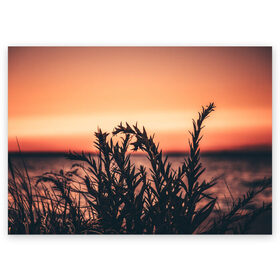 Поздравительная открытка с принтом Трава растение закат силуэт в Санкт-Петербурге, 100% бумага | плотность бумаги 280 г/м2, матовая, на обратной стороне линовка и место для марки
 | закат | кусты | лето | на каждый день | природа | рассвет | растение | свет | силуэт
