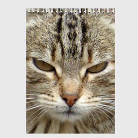 Скетчбук с принтом Кот в Санкт-Петербурге, 100% бумага
 | 48 листов, плотность листов — 100 г/м2, плотность картонной обложки — 250 г/м2. Листы скреплены сверху удобной пружинной спиралью | животное | животные | звери | зверь | киска | киски | кисуля | кот | котейки | котик | котики | коты | кошечка | кошка | кошки | природа | хищник | хищники