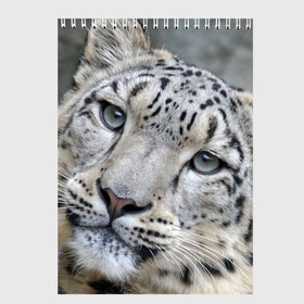 Скетчбук с принтом Ирбис в Санкт-Петербурге, 100% бумага
 | 48 листов, плотность листов — 100 г/м2, плотность картонной обложки — 250 г/м2. Листы скреплены сверху удобной пружинной спиралью | snow leopard | барс | барсы | животное | животные | звери | зверь | зима | зимы | ирбис | киски | кот | коты | кошачьи | кошка | кошки | мохнатые | мохнатый | пятнистые | пятнистый | снег | снежный
