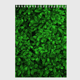Скетчбук с принтом Свежая трава в Санкт-Петербурге, 100% бумага
 | 48 листов, плотность листов — 100 г/м2, плотность картонной обложки — 250 г/м2. Листы скреплены сверху удобной пружинной спиралью | арт | зелёный | светлый | тёмный | четкий
