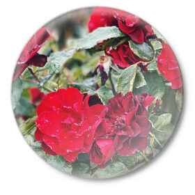 Значок с принтом Red Roses в Санкт-Петербурге,  металл | круглая форма, металлическая застежка в виде булавки | Тематика изображения на принте: bush | floral | flower | garden | green | nature | red roses | бутоны | красная роза | куст | листья | природа | роза | сад | цветение | цветок | цветы